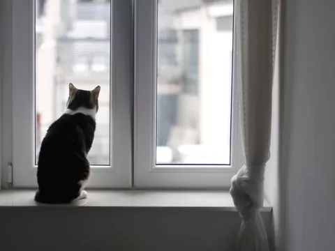 Kot codziennie siada przy oknie