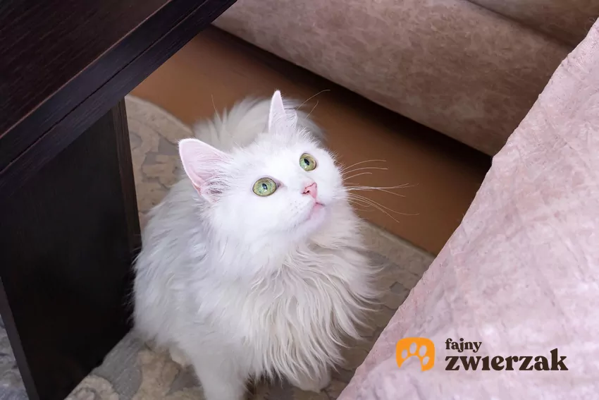 Kot stoi przy kanapie i patrzy w górę
