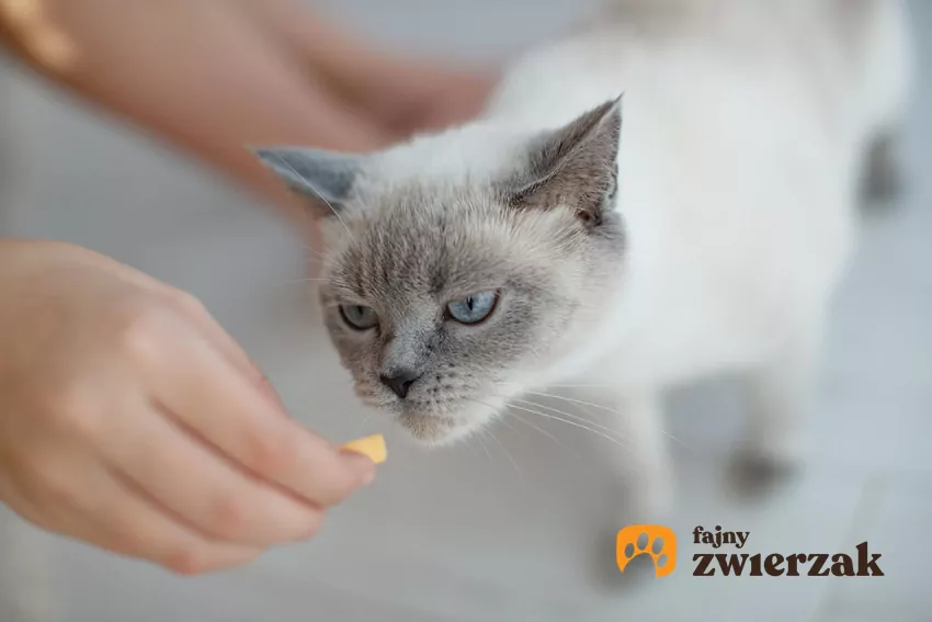 Kot wącha przysmak trzymany przez człowieka