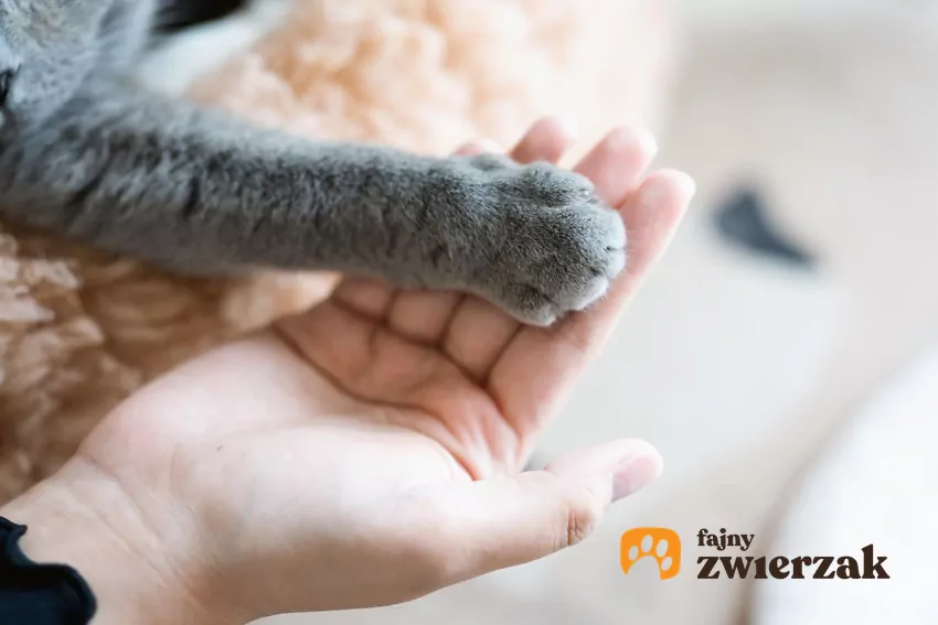 Koty wyrażają przywiązanie poprzez dotyk i przebywanie w bliskim towarzystwie zaufanych osobników Szara łapka w ludzkiej dłoni