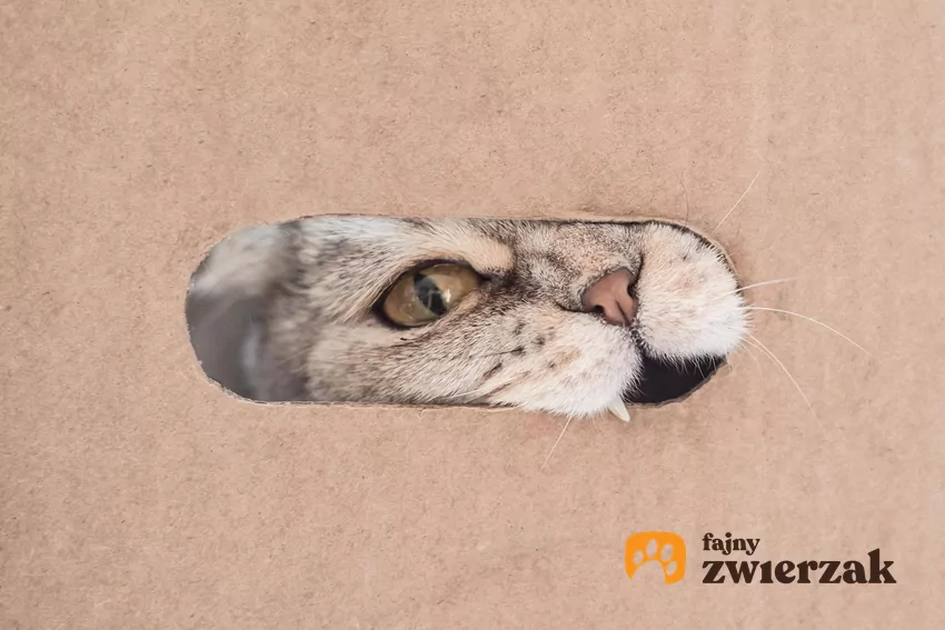 Koci pyszczek w otworze pudełka kartonowego