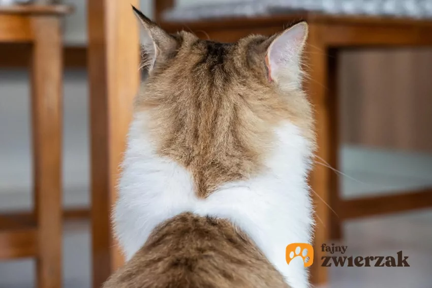 Jedną z najczęstszych przyczyn braku reakcji na głos człowieka są ubytki słuchu Tył głowy kota