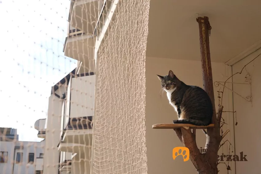 Kot coraz częściej siedzi na balkonie