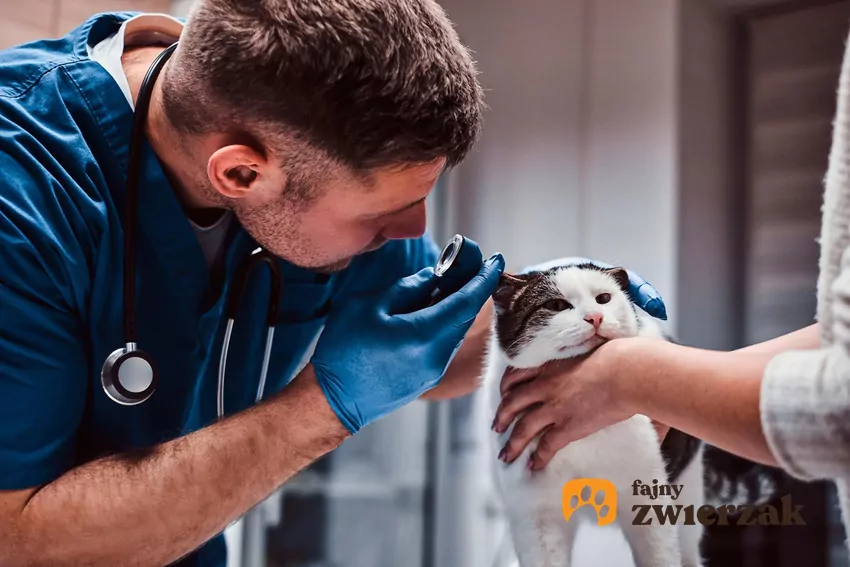 Badania z zakresu neurobiologii zwierząt wykazują, że koty doskonale zapamiętują miejsca i sytuacje, które uznały za zagrażające ich bezpieczeństwu Weterynarz bada ucho kota