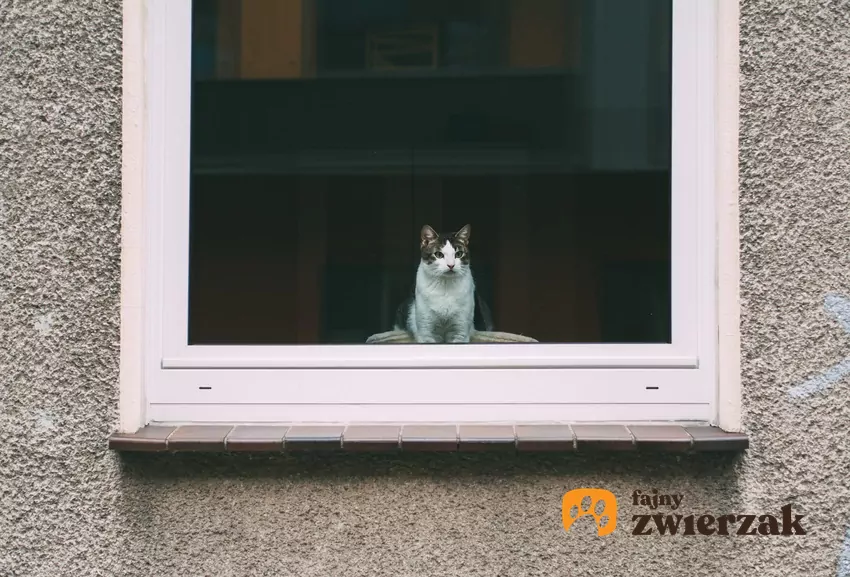 Kot siedzi w oknie