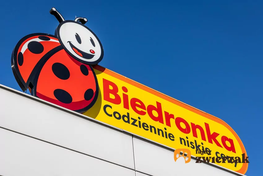 W nowej gazetce Biedronki dużo ciekawych promocji Biedronka