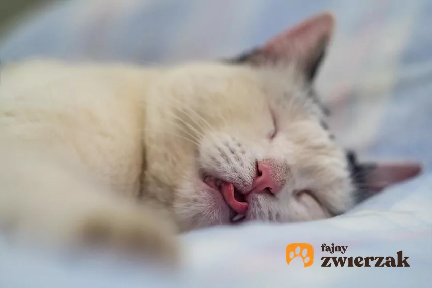 Kot śpi z wysuniętym językiem