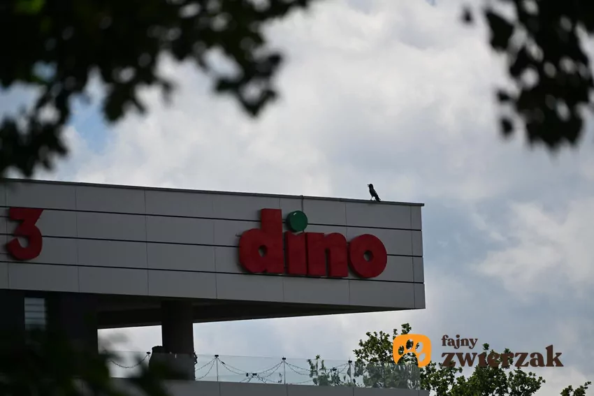 W nowej gazetce Dino dużo ciekawych promocji Dino