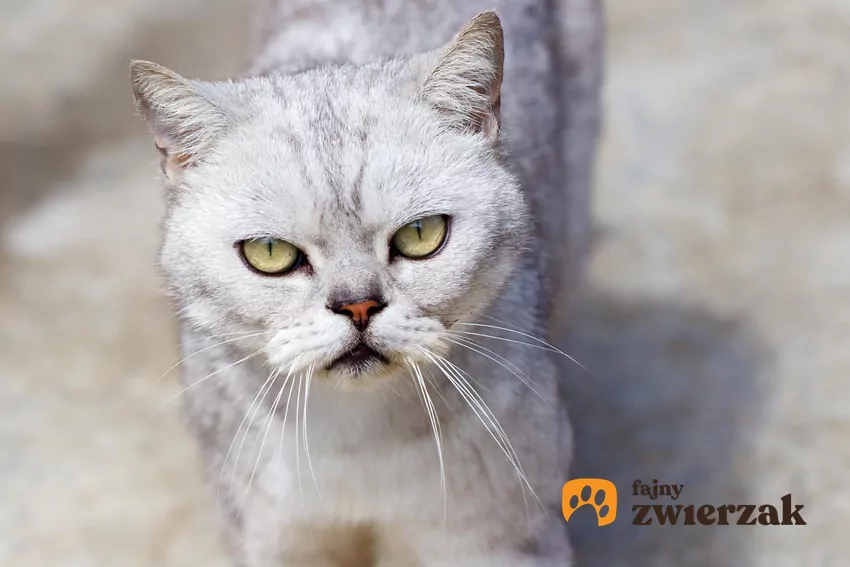 Kot patrzy w obiektyw