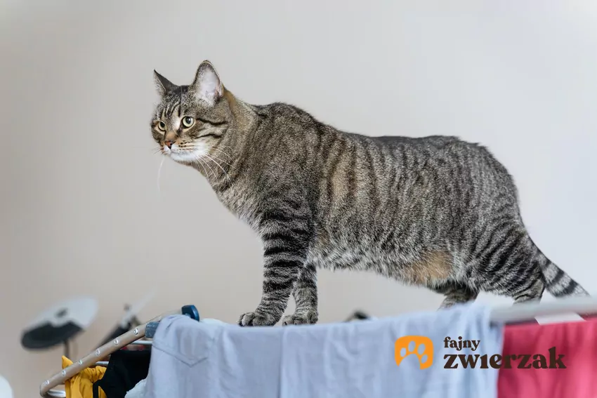 Kot stoi na suszarce do prania