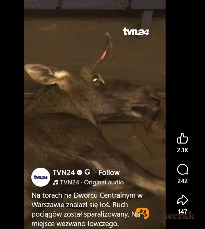 Łoś na torowisku w Warszawie Łoś leży na torach
