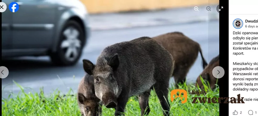 Dziki w mieście