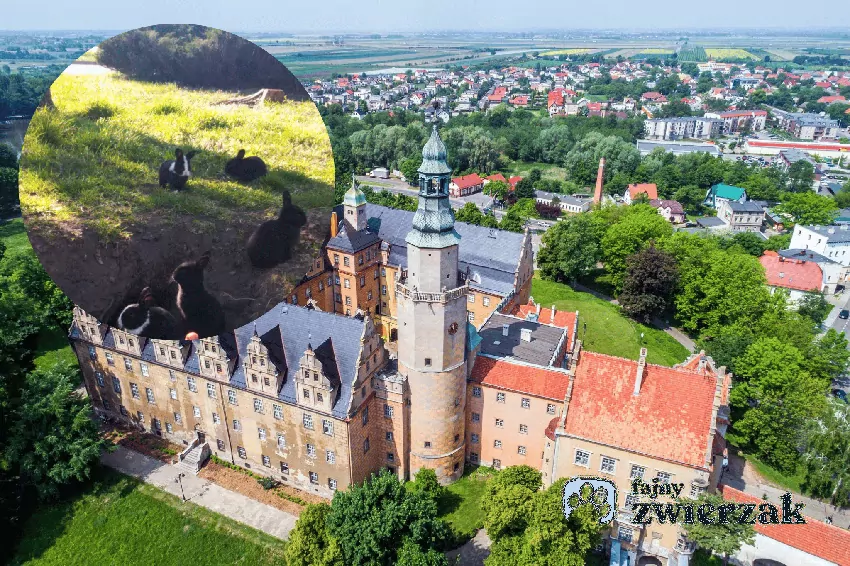 Kolaż zdjęcia zamku w Oleśnicy i królika, https://www.facebook.com/photo?fbid=658567040422782&set=a.101233836156108, dostęp 18.09.2026