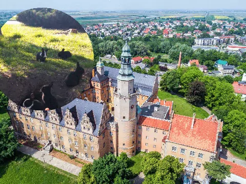 Dzikie króliki znikną z ulic Oleśnicy