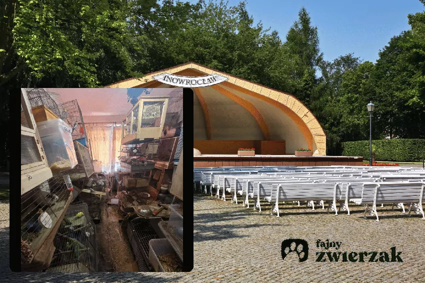W Inowrocławiu odebrano zaniedbane zwierzęta