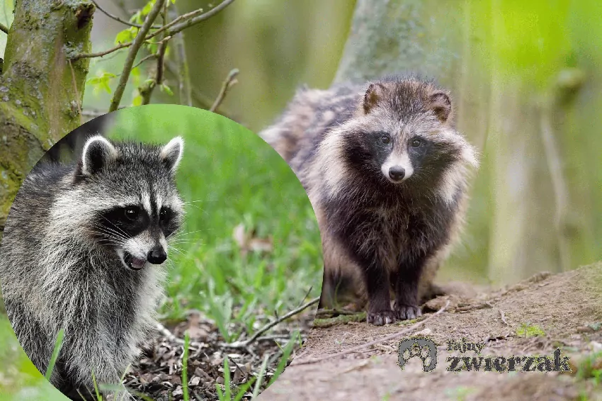 Szopy i jenoty zagrażają polskiej faunie Kolaż szopa i jenota