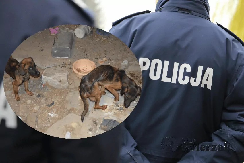Wychudzone psy, https://policja.pl/pol/aktualnosci/282094,Dzieki-obywatelskiemu-zgloszeniu-policjanci-ujawnili-dwa-psy-przetrzymywane-w-zl.html dostęp 25.09.2026 r.