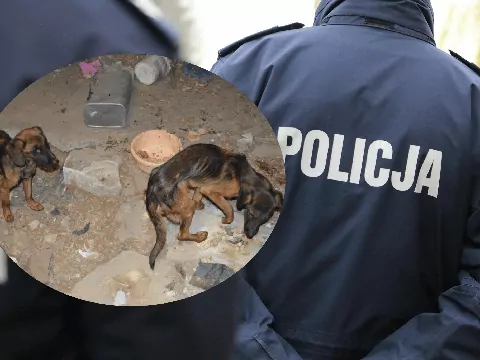 Drastyczna interwencja pod Zamościem