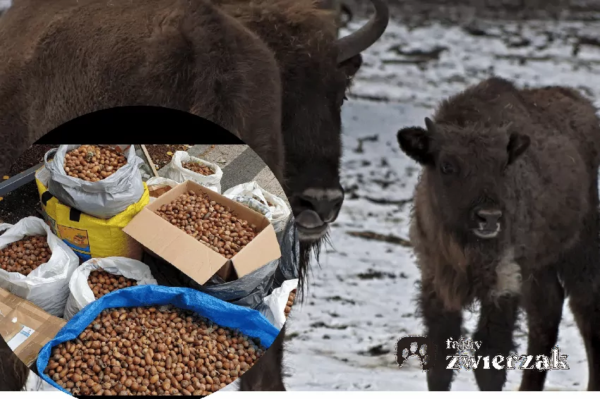 Warszawskie ZOO prowadzi zbiórkę przysmaków dla zwierząt, https://www.facebook.com/photo/?fbid=1517700677069680&set=pcb.1517700700403011 dostęp 28.09.26 r. Żubry w warszawskim ZOO i orzechy, https://www.facebook.com/photo/?fbid=1517700677069680&set=pcb.1517700700403011 dostęp 28.09.26 r.
