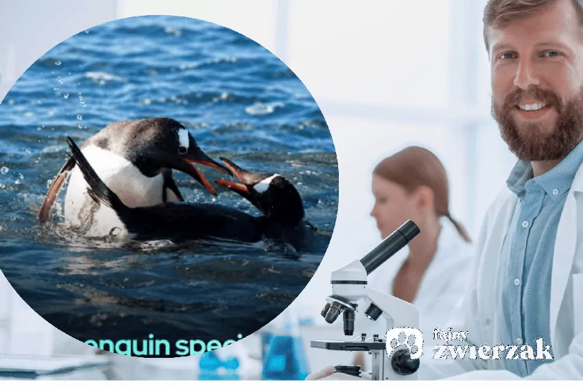 Naukowiec przy mikroskopie i pingin, https://www.facebook.com/fromquarktoquasars/posts/a-new-penguin-species-was-just-named-meet-the-southeastern-gentoo-pygoscelis-ker/1660027422401850/ dostęp dnia 29.09.26 r.