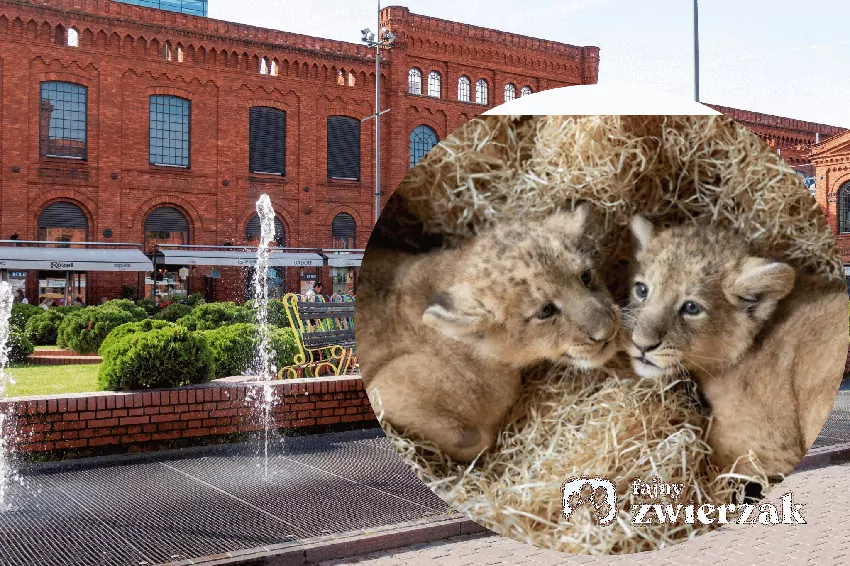 Lwiątka na tle łódzkiej galerii handlowej, https://orientarium.lodz.pl/lwiatka-w-orientarium-zoo-lodz/?srsltid=AU7gw4WIjk7lPkMi9GxKLl9DCs5wgwzr85Dt4QlE_xX_54dDA3rcY4W3 dostęp 29.09.26 r.