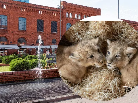 Lwy azjatyckie w ZOO w Łodzi