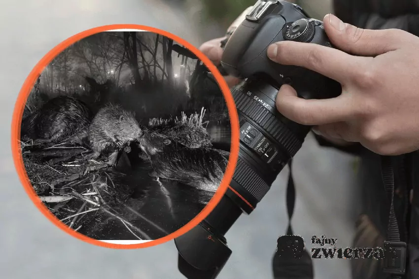 Bobry na tle aparatu fotograficznego, https://rewildingeurope.com/news/urban-beaver-image-wins-2026-rewilding-europe-award/ dostęp 5.10.2026 r.