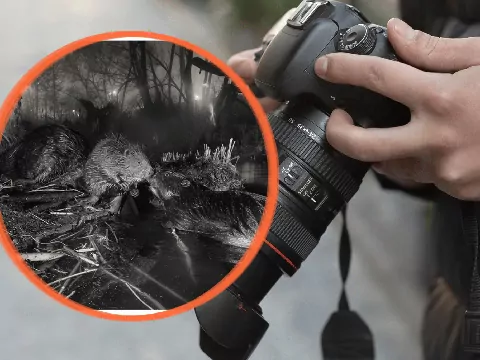 Wyjątkowe zdjęcie polskiego bobra