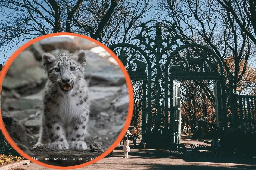 Kolaż zdjęcia irbiski i bramy nowojorskiego ZOO, https://newsroom.wcs.org/News-Releases/articleType/ArticleView/articleId/26684/Bronx-Zoo-Debuts-New-Snow-Leopard-Cub-Member-of-Elusive-Species-Threatened-with-Extinction.aspx, dostęp 5.10.2026 r.