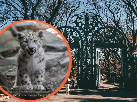 "Duch gór" wychodzi na wybieg