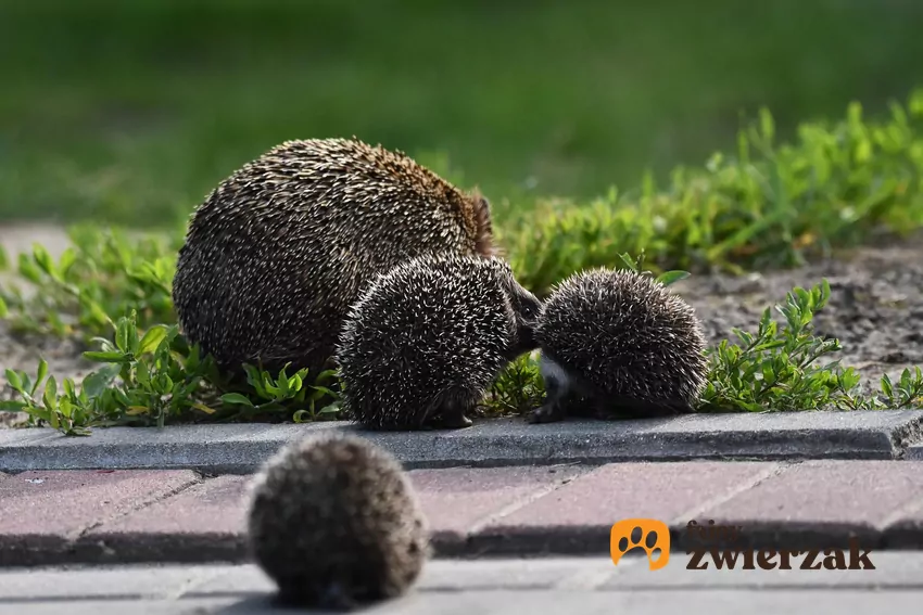 Jeże na fragmencie zieleni
