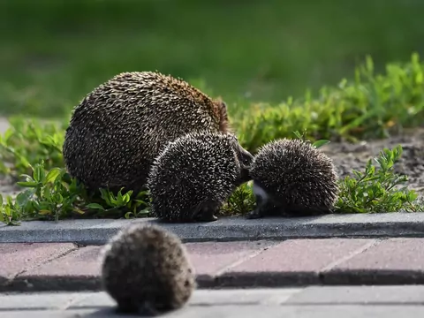 Nocne trasy jeży
