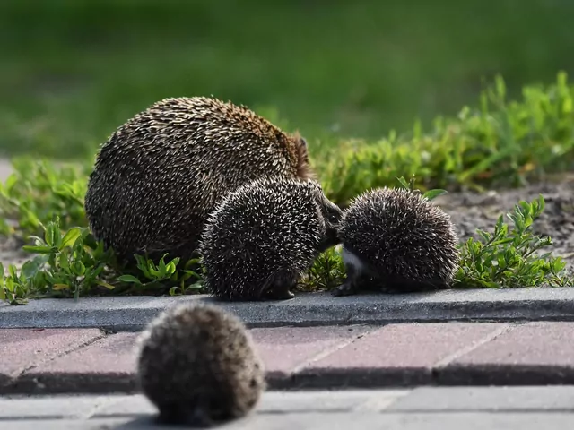 Nocne trasy jeży