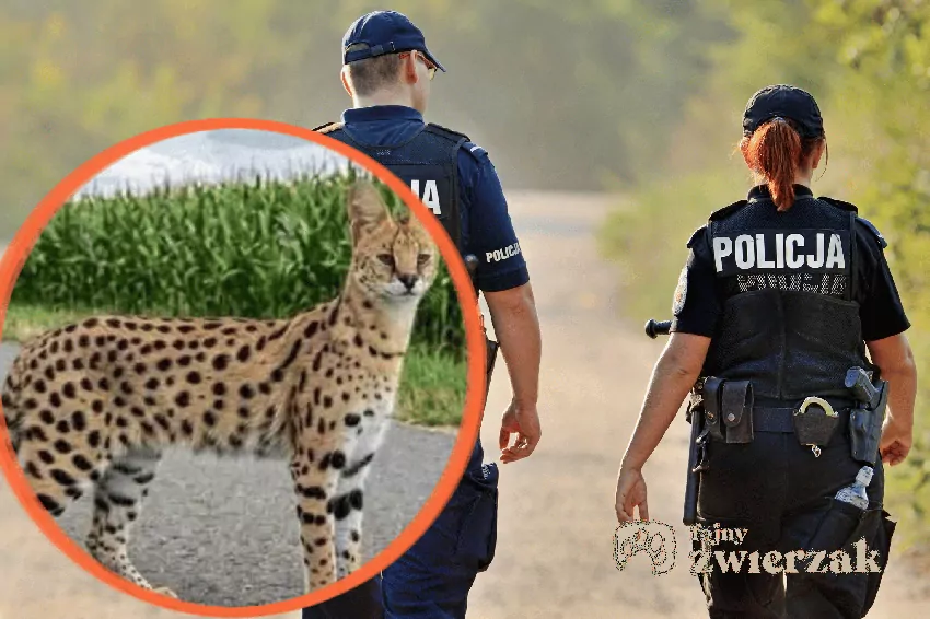 Kolaż zdjęcia policjantów i serwala, https://www.facebook.com/photo/?fbid=1986983802638666&set=a.731991898137869, dostęp 8.10.2026 r.