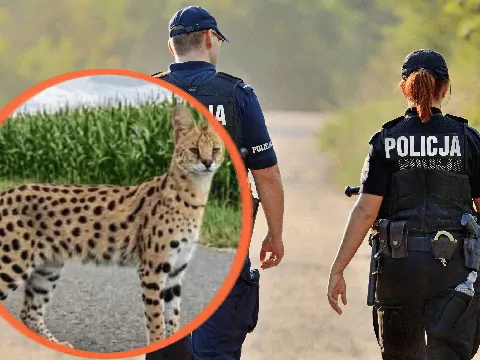 Dziki serwal postawił na nogi służby