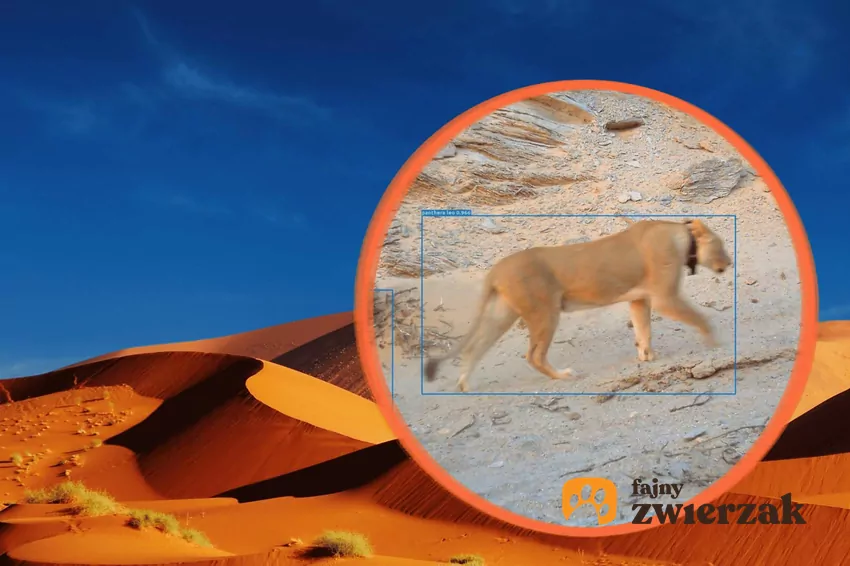 Lew na tle pustynnego krajobrazu, https://www.desertlion.info/data/images/1/5/1/8/2a.jpg, dostęp 9.10.26 r.