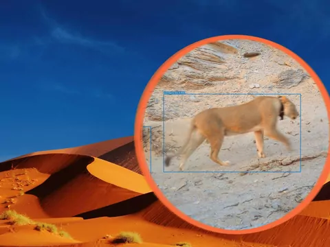 Niezwykłe materiały z fotopułapek
