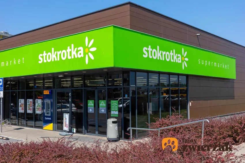 Stokrotka