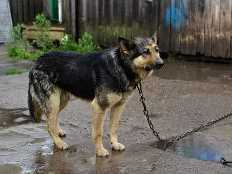 Zmiany w prawie dotyczącym łańcuchów