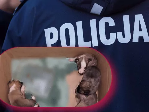 Policjant z Drzewicy uratował szczenięta