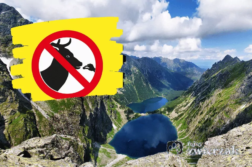 Kolaż zdjęcia Tatr i grafiki z profilu TPN, https://www.facebook.com/photo.php?fbid=1546038637564636&set=pb.100064755428593.-2207520000&type=3, dostęp 19.10.26 r.