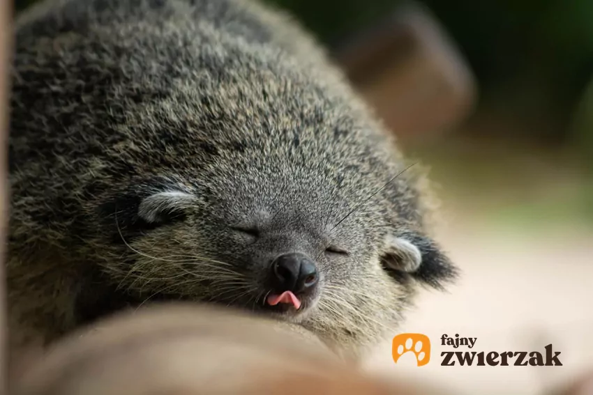 Leżący binturong z językiem na wierzchu