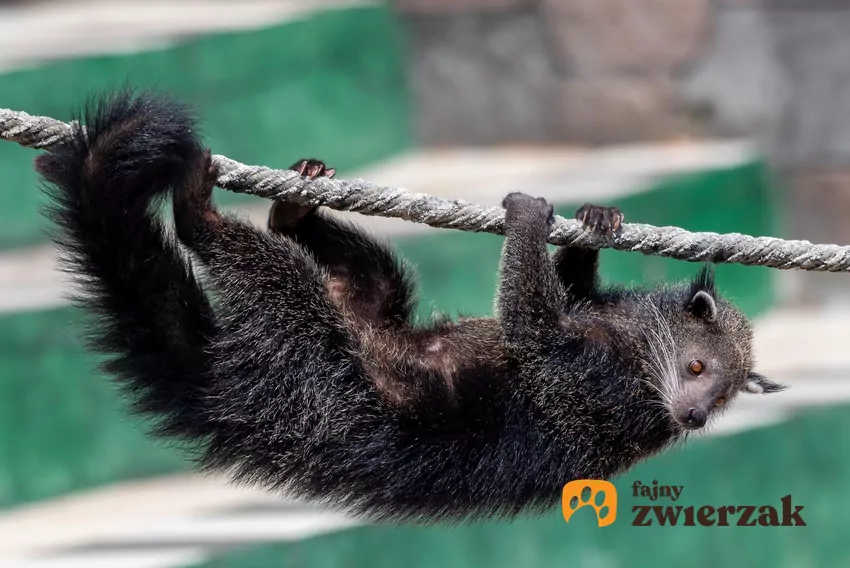 Binturong na linie