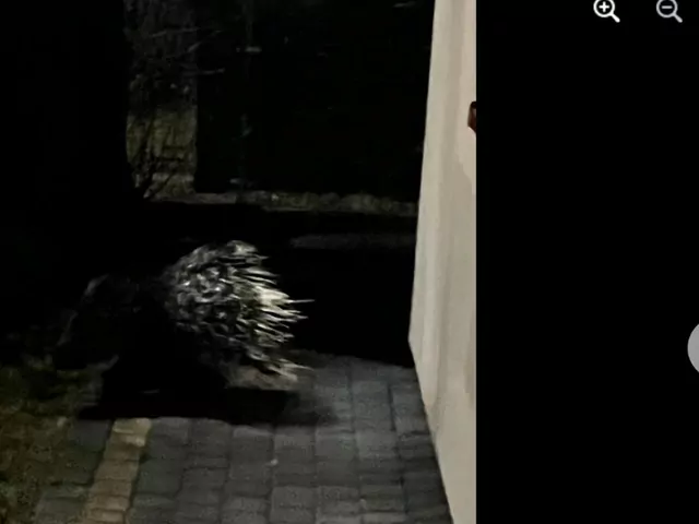 Poszukiwania egzotycznego zwierzęcia