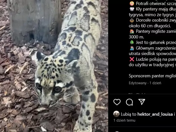 Urodziny pantery mglistej imieniem Pia