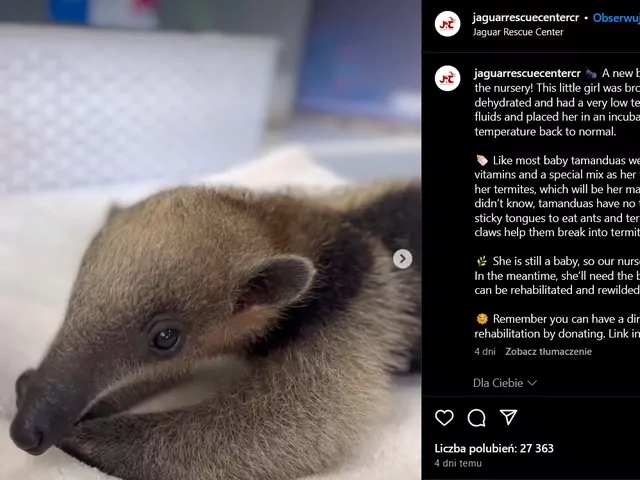 Osierocona tamandua w inkubatorze
