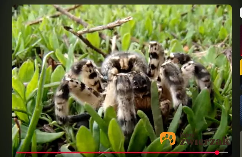 Tarantula ukraińska, zwana również rosyjską, to największy pająk Europy Środkowej, fot. YouTube Pavel Sherbatyuk Tarantula ukraińska w trawie