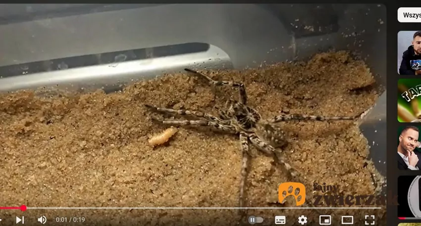 Doniesienia o tym, że tarantula ukraińska dotarła również do Polski, regularnie pojawiają się w mediach, fot. YouTube § ~ spiders and insects ~ § Tarantula ukraińska w terrarium