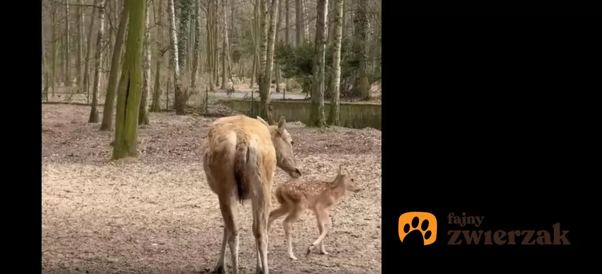 Lucas to jeleń milu, fot. Facebook Zoo Poznań Official Site Lucas na wybiegu bokiem