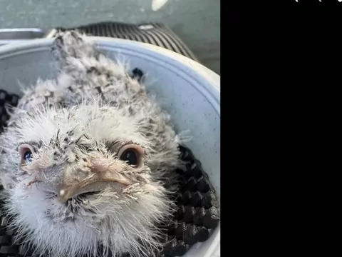 W zoo w Atlancie urodził się paszczak australijski